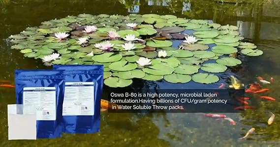 Oswa B-80 - Beneficial Pond Bacteria, Reduce Pond Sludge & Bad Odour
