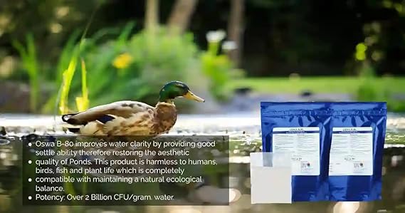 Oswa B-80 - Beneficial Pond Bacteria, Reduce Pond Sludge & Bad Odour