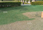 Greenlift 400  Lawn & Turf Colorant